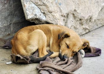 Sunny kutya túlélte a bántalmazást – cikkajánló: www.noklapja.hu